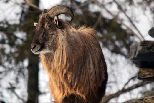 An Himalayan Tahr in a Winter mountain environment