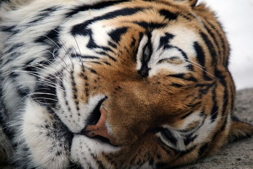 Close-up picture of a Siberian Tiger on a cold Winter day