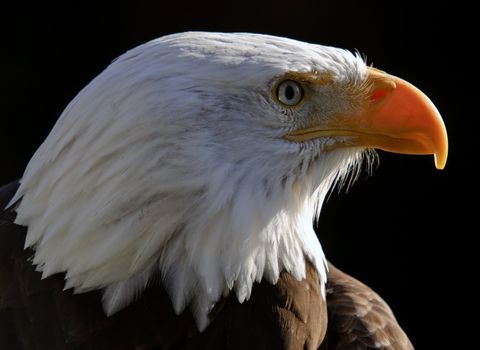 Close-up portrait of an American Bald Eagle on a sunny day