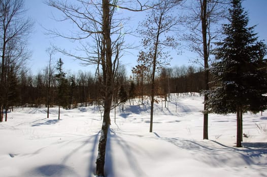 View of a northern forest in Winter