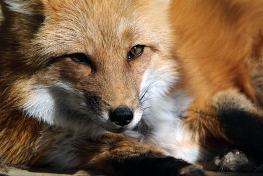 Close-up portrait of a beautiful wild Red Fox