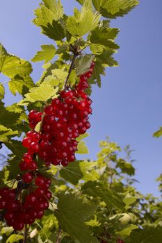 Red currant (close-up) a sunny afternoon