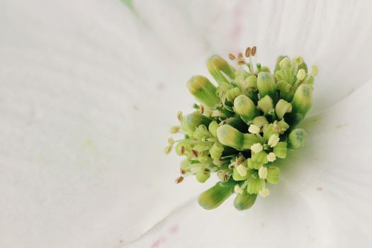 Abstract of an extreme macro of a white Dogwood blossom.