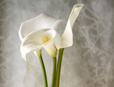 fresh white calla lilies against a decorative swirling background