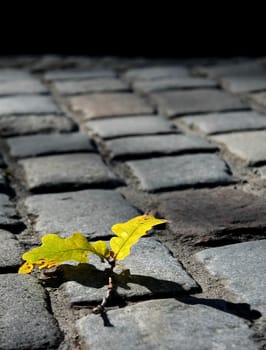 oak leaves on paving blocks in a sunny autumn day