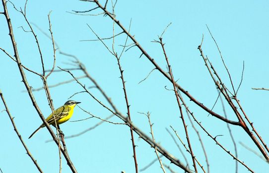 little yellow bird on the naked tree backgrounded by blue sky