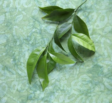 citrus leaves on a decorative fabric background