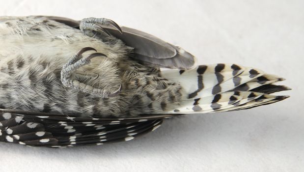 lower portion of woodpecker showing claws and pattern of feathers