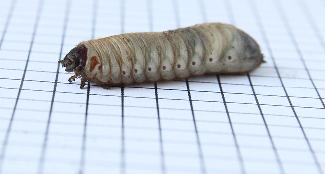 a big larva with bits of dirt on graph paper