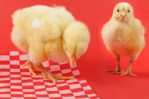 two young chicks, red background