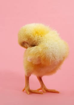 cute yellow chick , pink background