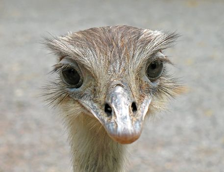 Close up of an ostrich that looks the lens