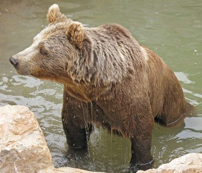 Dripping brown bear that comes out from the water