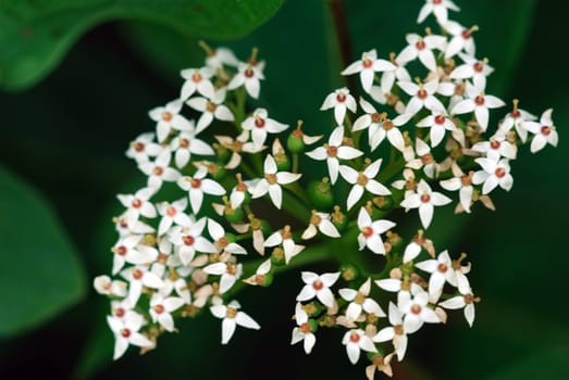 Closeup picture of a wild plant on a sunny day