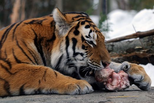 Close-up picture of a Siberian Tiger on a cold Winter day