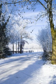 A wonderful piece of a snowy winter with a blue sky.