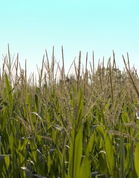 View of a field with blue sky