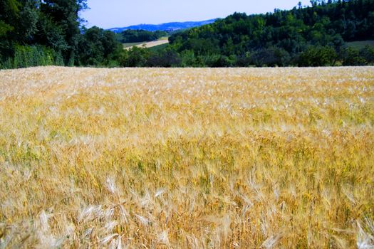 View of a field of golden wheat 