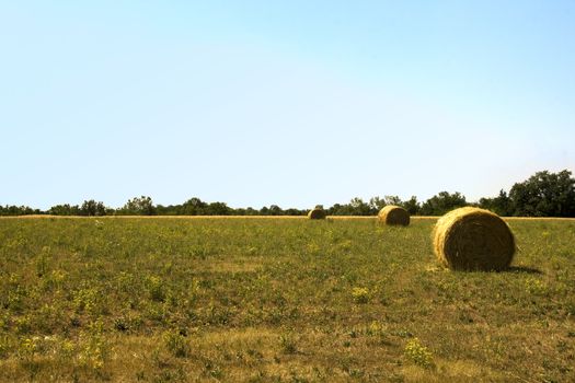 View of a field of golden wheat 