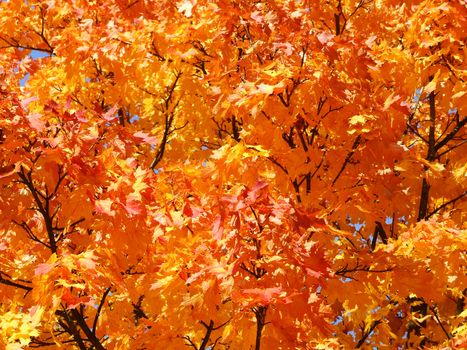 Ahornlaub im Herbst

