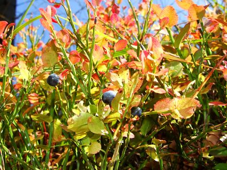 Heidelbeeren im Herbst
