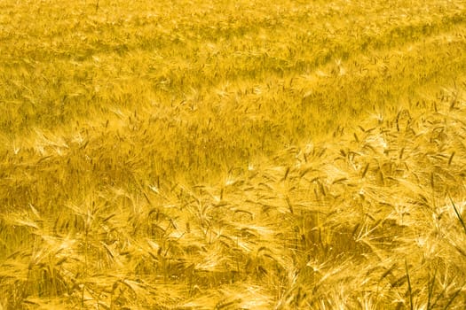 View of a field of golden wheat 