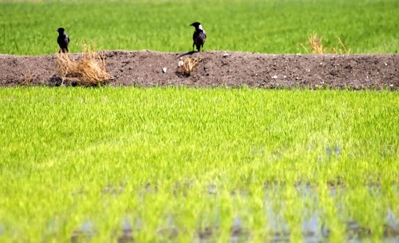 View of a field of golden wheat 