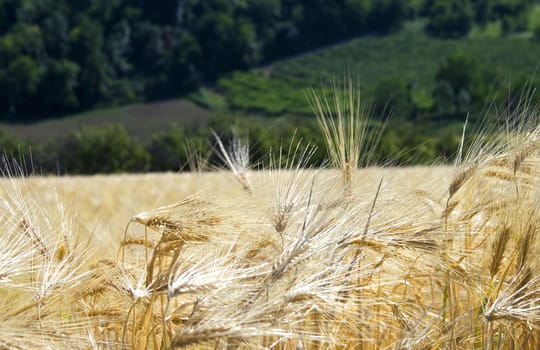 View of a field of golden wheat 