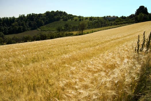 View of a field of golden wheat 
