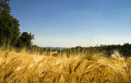 View of a field of golden wheat 