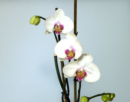 Three orchids in order, light blue background