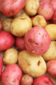 Freshly dug organically grown new red and white potatoes, washed and cleaned. focus on centre of image.