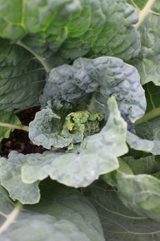 Inside the heart of a  young emerging organically grown cabbage, with the leaves of the cabbage in soft focus around.
