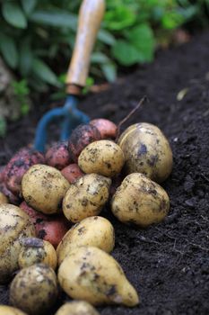 A first harvest of organically grown new potatoes, freshly dug from the ground lying on top of the soil, with a small hand held garden fork in the background.