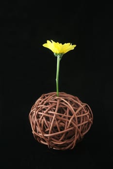 A hand made brown twig ball set on a black background, with a yellow daisy set centrally within the twig ball.