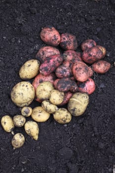 A first harvest of organically grown new potatoes, freshly dug from the ground lying on top of the soil.