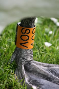 Close up detail of a swans tagged foot on a green grass lawn