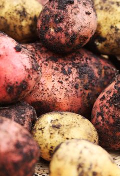 Freshly dug organically grown new red and white potatoes covered in soil, with focus on centre of image.