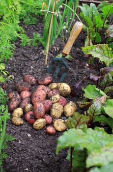 A first harvest of organically grown new potatoes, freshly dug from the ground lying on top of the soil next to a hand held garden fork , and amongst rows of growing beetroot, carrots and onions.