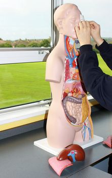 Anatomical model. Students using model as a learning aid in school.