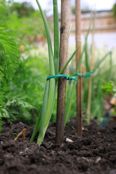 A young organically grown onion. Green shoots tied to a bamboo stake for support. low angled view.