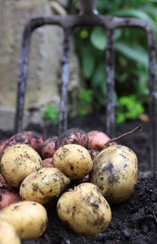 A first harvest of organically grown new potatoes, freshly dug from the ground lying on top of the soil, with a arden fork in the background.