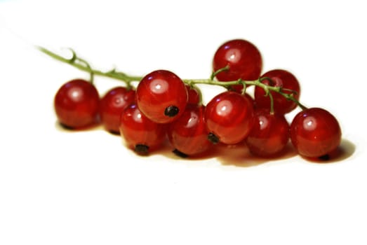 Fresh red garden currant on white background