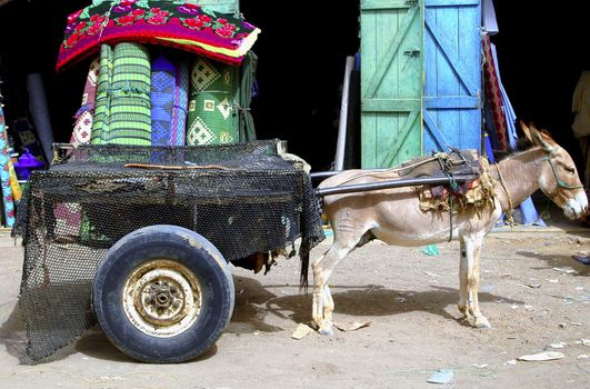 Donnkey with carriage in Mauritania west Africa