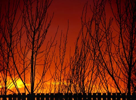 Sunset Fence and Tree Silhouettes set against a bright orange sky.
