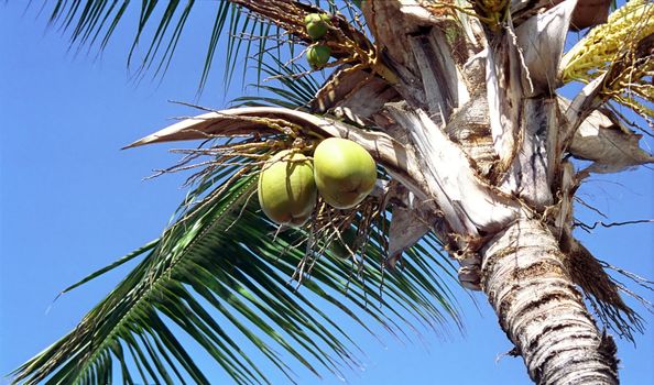 coconut palm tree with fruits