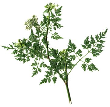 Anthriscus cerefolium or garden chervil