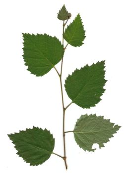 small birch twig