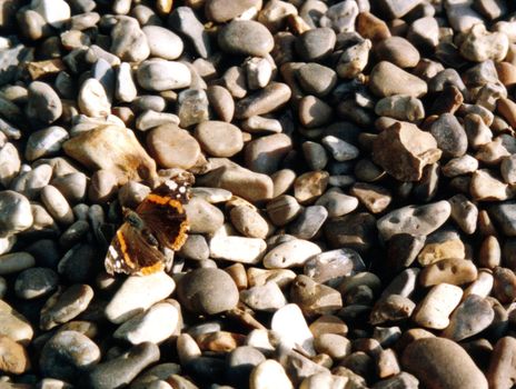 butterfly "Red Admiral" on pebbles