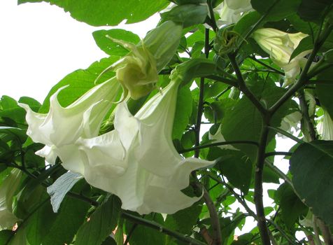 white Brugmansia or Angel´s Trumpet